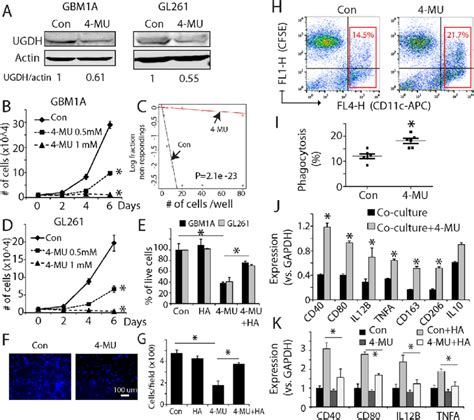 Mu Decreased Gbm Cell Growth And Activated Macrophages In Vitro A