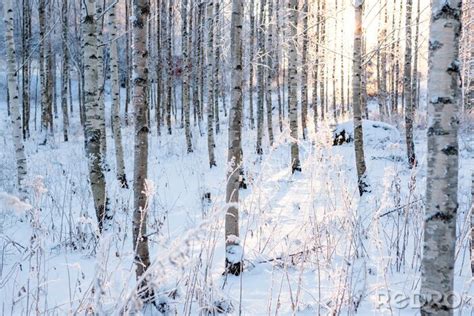 Bild Sonne Birken und Winter nach Maß myredro de