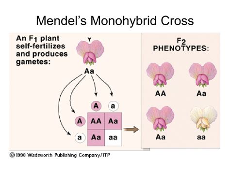 Ppt Heredity Part Monohybrid Cross Test Cross Powerpoint