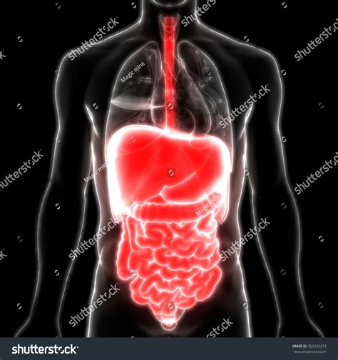 Ilustrasi Stok 3d Illustration Human Digestive System Anatomy 763293373