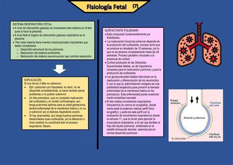 Fisiolog A Fetal Sistema Respiratorio Mishelle Chavez Udocz