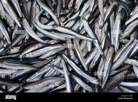 Sardines Sardina Pilchardus At The Fish Market Corfu Town Unesco