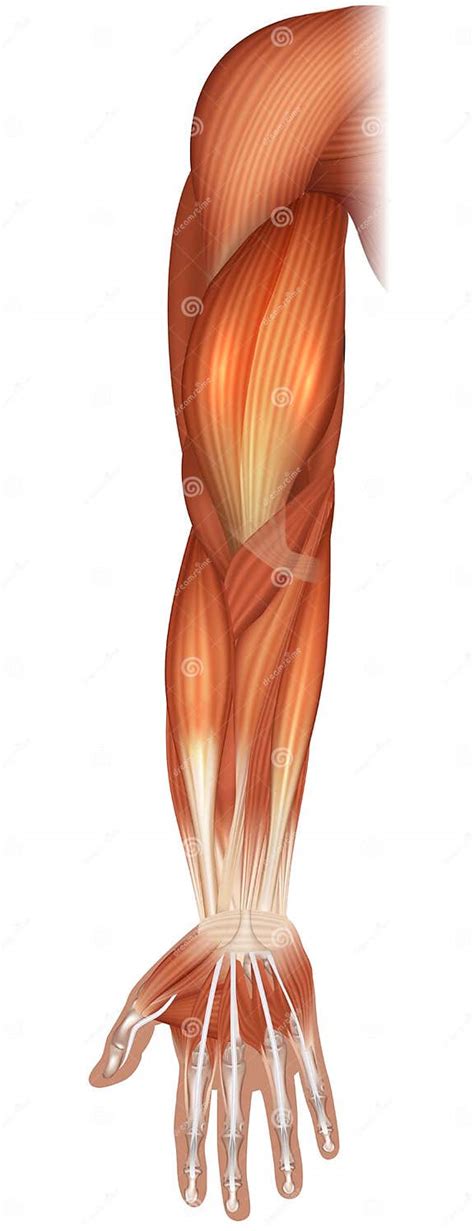 Muscles Of The Hand And Arm Stock Vector Illustration Of Joint Body 122197807