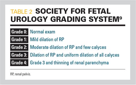 A Pediatrician’s Dilemma Understanding Diagnosing And Treating Antenatal Hydronephrosis