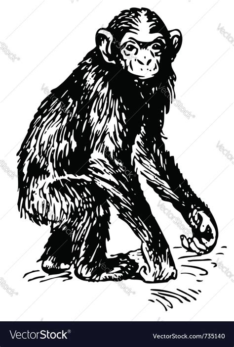 Chimpanzee Royalty Free Vector Image Vectorstock