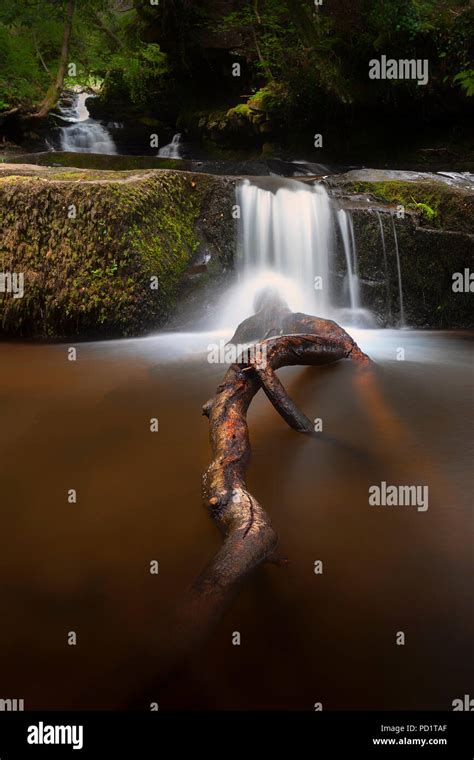 The Tree Branch At Blaen Y Glyn Waterfalls Stock Photo Alamy