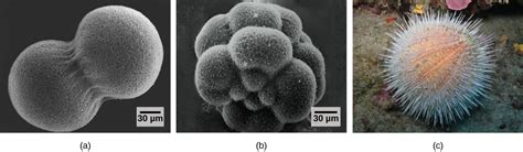 Chapter 6 Introduction To Reproduction At The Cellular Level