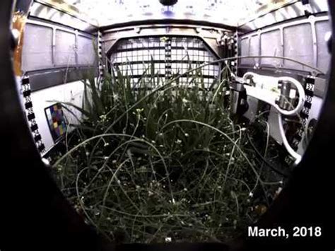 Dwarf Wheat Grows In International Space Stations Advanced Plant