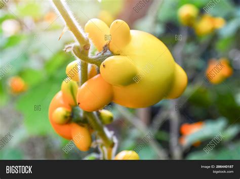 Titty Nipple Fruit Image And Photo Free Trial Bigstock