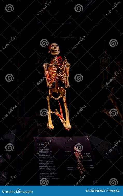 Body Worlds Exhibition At Omsi Editorial Stock Image Image Of Prayer