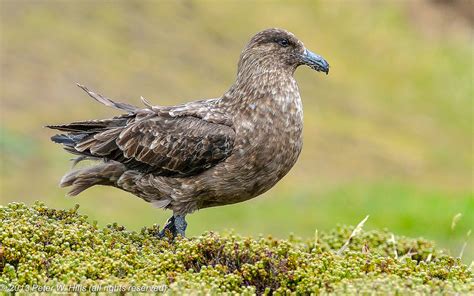 Skua Brown (Stercorarius antarcticus) male subantarctic - Falkland ...