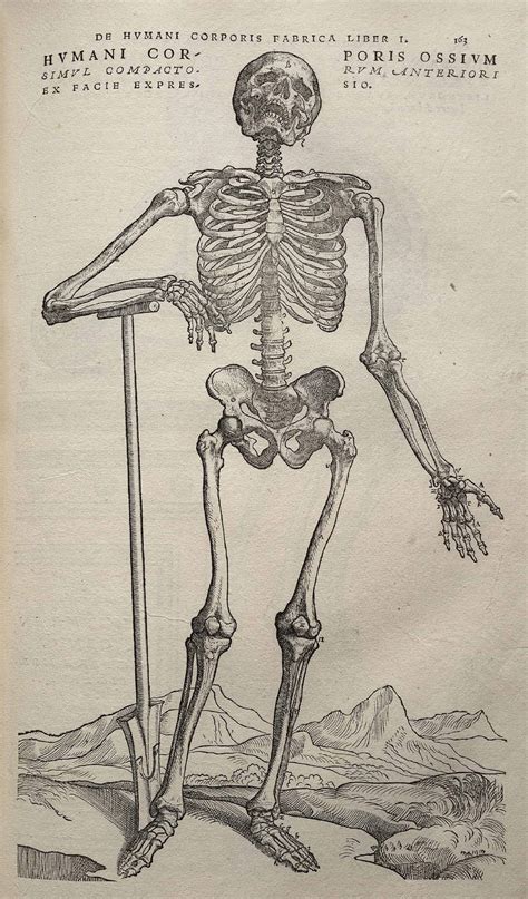 Vintage Ephemera Lithograph And Etchings Skeletons 18371543