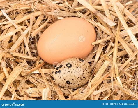 Ovos Da Galinha E De Codorniz Foto De Stock Imagem De Pequeno