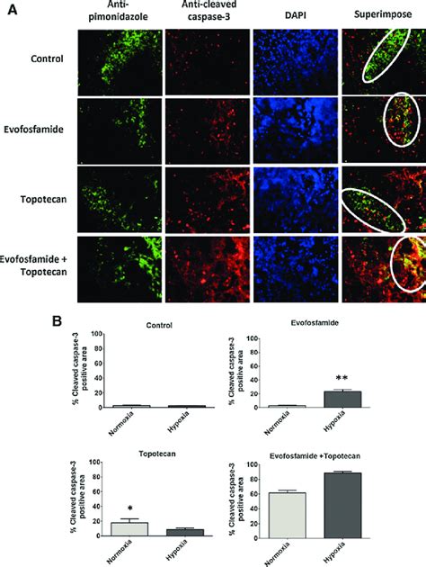 Localization Of Tumor Cell Apoptosis Proliferation And Tumor Hypoxia