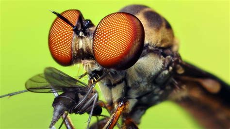 Macro Photography of Insects and Spiders - Photo Geek