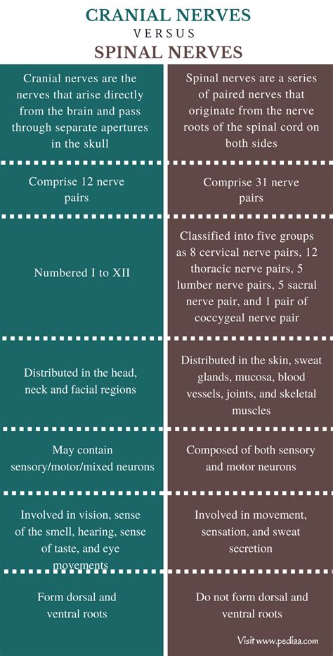 Difference Between Cranial And Spinal Nerves Definition Types Function