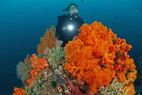 Indo Diver Tauchen Nord Bunaken Sulawesi Murex Divers Bangka