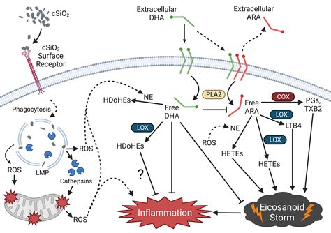 Frontiers Crystalline Silica Induced Proinflammatory Eicosanoid Storm