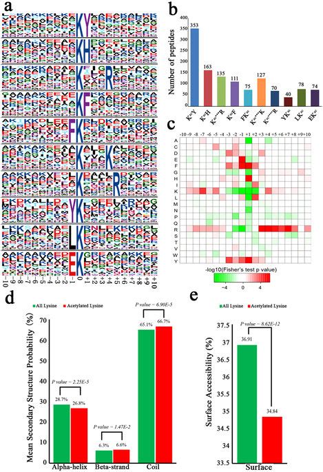 Properties Of The Acetylated Peptides A Acetylation Motifs And