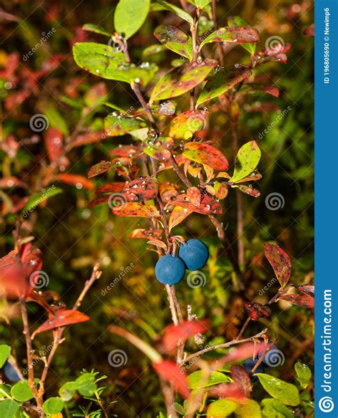 Autumn Wild Blueberry In Alaska Stock Photo Image Of Sweet Ripe