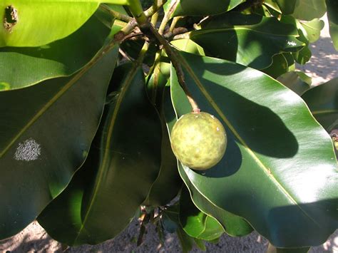 Calophyllum inophyllum (Calophyllaceae) image 26888 at PhytoImages.siu.edu