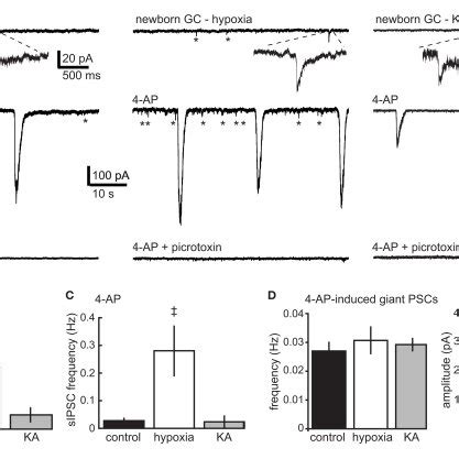 No Change In Spontaneous IPSCs In Mature Neurons After Hypoxia A