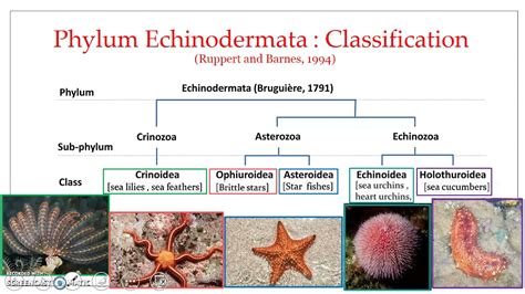 Examples Of Phylum Echinodermata