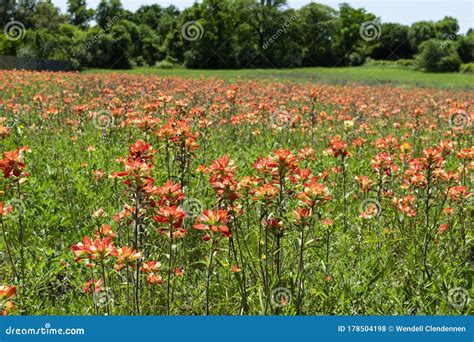 Field Full Of Indian Paintbrush Flowers Stock Photo Image Of Blooming