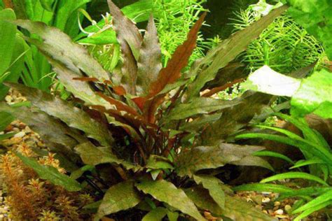 Cryptocoryne Wendtii Care Guide Planting Growing And Propagation