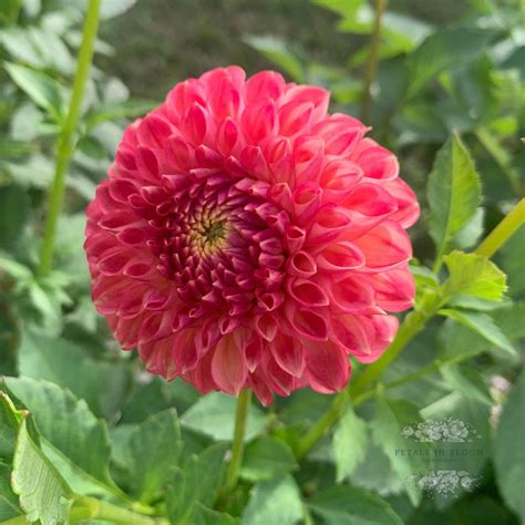 Snoho Doris Dahlia Tubers Petals In Bloom Flower Farm