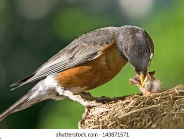 671 Mother Bird Feeding Baby Bird Worm Images, Stock Photos & Vectors ...