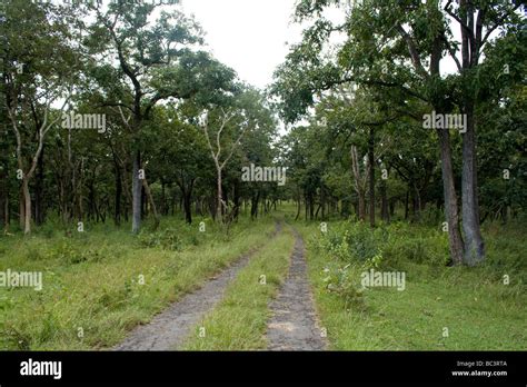 MUDUMALAI NATIONAL PARKS WILDLIFE SAFARI ROUTE Stock Photo - Alamy