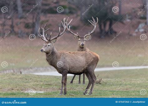 Large Elk with Large Antlers Stock Image - Image of cute, outdoors ...