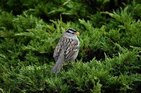 20 Species Of Sparrows In Ohio Id And Song Guide