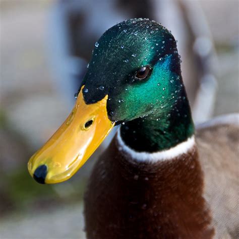 Mallard With Wet Beak Flickr Photo Sharing