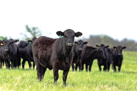 7 Most Popular Breeds Of Cattle In The United States Farm Flavor