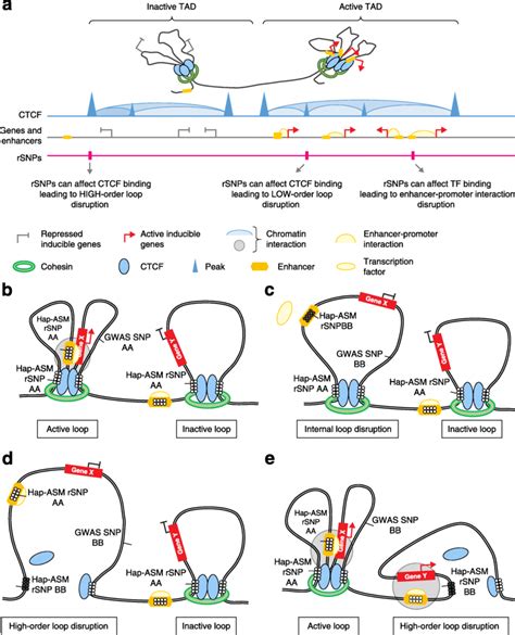 Cis Acting Geneticepigenetic Interactions Can Lead To Inter Individual