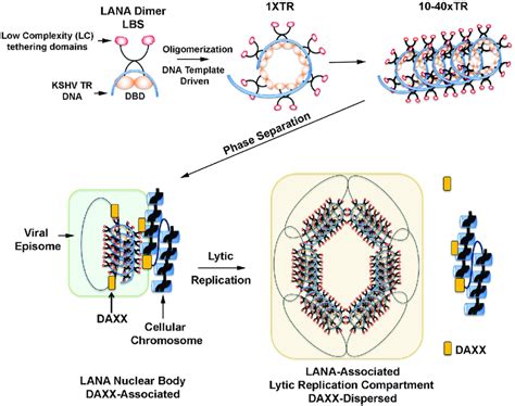 Model Of Llps Driven Lana Nb Formation Dynamic Lana Nb Structures Form