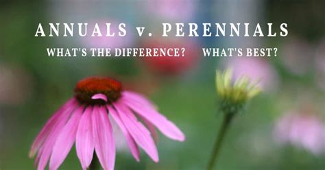 Perennials Vs Annuals Whats The Difference