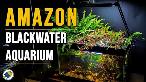 How To Amazon River Blackwater Aquarium Blackwater Aquarium Setup