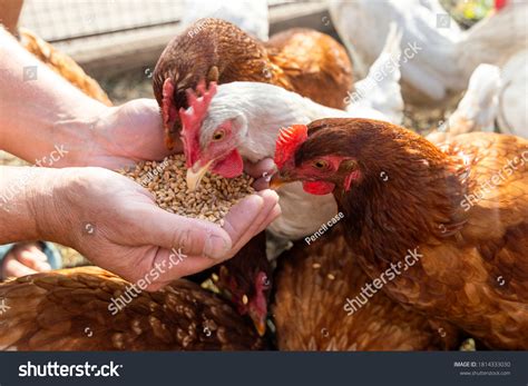 56533 Poultry Feed Images Stock Photos 3d Objects And Vectors