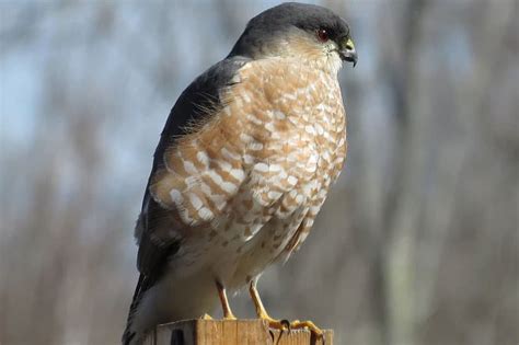 The 8 Types Of Hawks In Michigan With Pictures Wildlife Informer