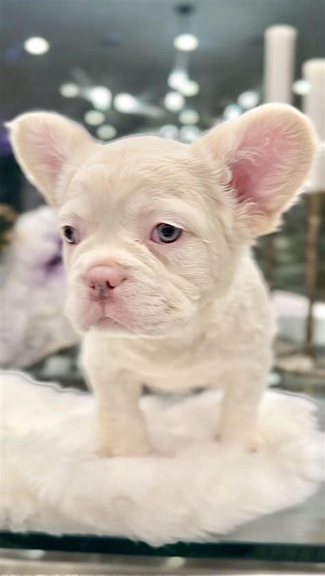 Fluffy French Bulldog Stud for Sale Los Angeles | French Bulldogs LA