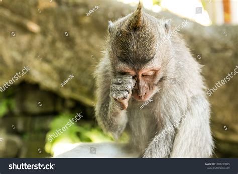 Monkey crying Images, Stock Photos & Vectors | Shutterstock