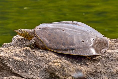 La Tortue molle à épines Apalone spinifera une espèce fascinante de