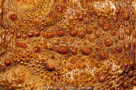 Stock Photo Of Marine Toad Rhinella Marina Close Up Of Skin And