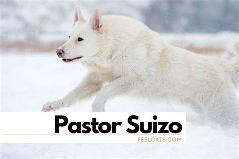 Pastor Blanco Suizo Por Qu Casi Desaparece Feelcats