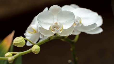 Orchideen blühen nicht Das können Gründe sein