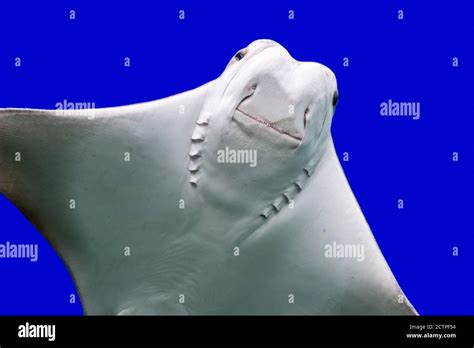 Cownose Ray Hi Res Stock Photography And Images Alamy