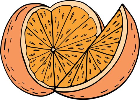 Doodle Freehand Sketch Drawing Of Orange Fruit 10996534 PNG